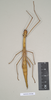 CollectionObject 1560554; de755447-36f8-4b12-8b13-9b32367090e8: copyright natural History Museum, London. female of synonym Arrhidaeus stali (syntype). (CollectionObject).;CollectionObject 1560555; 8eb330cc-b2d5-4447-b7a1-f86b1726ccce: copyright natural History Museum, London. female of synonym Arrhidaeus stali (syntype). (CollectionObject).