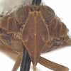 Head: !! display not done !! on Xenoliarus placitus (Van Duzee, 1912): (Observation).