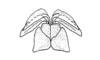 Jumandiacris perlata Amédégnato & Poulain, 1998: Fig. 8. Aedeagus (dorsal view). (Otu).