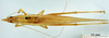 male, dorsal view (holotype). Depicts CollectionObject 1530689; 0ee3290e-72db-48b1-a54d-9837d76de7cc, a CollectionObject.