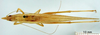 CollectionObject 1530689; 0ee3290e-72db-48b1-a54d-9837d76de7cc, DORSA STeuctruS01: male, dorsal view (holotype). (CollectionObject).