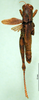 CollectionObject 1501543; 7f001796-020f-4661-bc3b-b3fb5d66640d, DORSA BA000164S01: male, dorsal view (holotype). (CollectionObject).