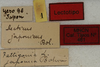 CollectionObject 1535143; 338ed26c-56fd-4f96-bf0a-717b266e2db5, MNCNn. 461: labels (lectotype). (CollectionObject).