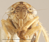 Head: Head - Dark. Darker color variation. (Observation).