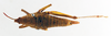 CollectionObject 1501021; bad4ec17-b724-4e14-9b62-5785e344c3e4: female, dorsal view (holotype). (CollectionObject).