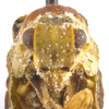 Head on Dascalia scabrida Melichar, 1902: (Observation).
