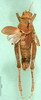 CollectionObject 1502031; 5b41407f-26f8-4dee-acca-a9b1492c590a: male, dorsal view (paratype). (CollectionObject).