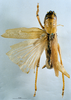 CollectionObject 1539594; 9260ad1d-6038-4710-8aa5-fdf15928428b, MNHN-EO-ENSIF1616: male, dorsal view (holotype). (CollectionObject).