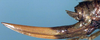 CollectionObject 1531868; 54a5ae95-6586-4f39-8802-39f722736c59: female ovipositor (holotype). (CollectionObject).