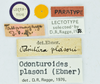 CollectionObject 1532247; 7b8acfe9-079a-4ec7-a2e8-9fde0755c010: labels (male lectotype). (CollectionObject).