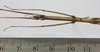 CollectionObject 1563718; f8e960e0-f77e-48ac-b14c-d3eaa9ad7cf7: copyright FRIM. female: head and thorax, ventral surface (paratype). (CollectionObject).