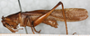 CollectionObject 1531370; NMW 4876, 7528f25f-e97e-4687-9714-84ace6f15c15: male, lateral view (holotype). (CollectionObject).