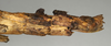 Oxyartes lamellatus Kirby, 1904: copyright NMW, Vienna. female: end of abdomen, lateral view of synonym Oxyartes honestus (possible syntype?). (Otu).