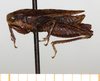 male, lateral view (holotye). Depicts CollectionObject 1499367; c20e02f4-87ae-4527-bcae-79cad69f6932, a CollectionObject.