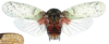 Habitus, dorsal view: !! display not done !! on Calyptoproctus elegans (Olivier, 1792): (Observation).