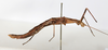 CollectionObject 1557026; bc4addf0-5bf2-4933-8b14-53221f2655d8: copyright MHNG Geneva. female, lateral view (lectotype). (CollectionObject).