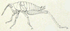Xyronotus aztecus Saussure, 1884: Pl. II, 12. female. (Otu).