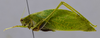male, lateral view. Depicts CollectionObject 1593832; bd254ab3-0e95-4a85-8e85-86a3ea961c9f, a CollectionObject.