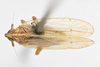 Habitus, dorsal view: !! display not done !! on Stenocranus (Codex) dorsalis (Fitch, 1851): (Observation).