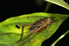 Cardiodactylus borneoe Robillard & Gorochov, 2014: female (Sandakan). (Otu).