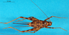 CollectionObject 1581115; aeaa837d-8d9e-4cbb-bd74-324e15303e0b: female, dorsal view (paratype of Phaeophilacris affinis). (CollectionObject).