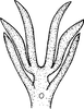 Aedeagus, ventral view on Edwardsiana prunicola (Edwards, 1914): Aedeagus, ventral view. (Observation).