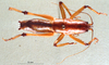 CollectionObject 1507370; 9691df39-70be-4618-b825-854e29ecb40a: male, dorsal view (holotype). (CollectionObject).