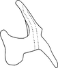 Aedeagus, lateral view on Erythridula scytha (Auten & Johnson, 1936): Aedeagus (holotype), lateral view. (Observation).