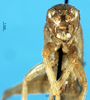 CollectionObject 1537572; b1c17bb6-b8a6-4d1b-bd1c-f113a1cfacfc: female, frontal view (holotype). (CollectionObject).