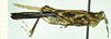 CollectionObject 1585784; 9fff5aea-b70e-4b8c-ae62-9b8c0bd0b6d6: female, lateral view (syntype). (CollectionObject).