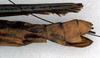CollectionObject 1558659; NMW 147, 535edfe2-1d98-4047-a27d-4804d7e91d0c: copyright NMW. female: end of abdomen, lateral view (holotype). (CollectionObject).