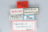 CollectionObject 1521731; d30dfccd-d7d9-4e4b-92df-053bee88751b, CNCI 311958: labels (holotype of Nemobius macdunnoughi). (CollectionObject).