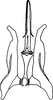 Aedeagus, ventral view: !! display not done !! on Colladonus furculatus (Osborn, 1905): dorsal view. (Observation).