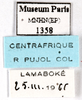 CollectionObject 1587333; MNHN(SF IMPORT DUPLICATE) MNHN-EP-EP1358, ec3eb421-79cf-4fa1-9bf8-54cd9857195a: CC BY-NC-ND 4.0/MNHN - Depraetere Marion - 2014. Non type, female. Specimen number: MNHN-EP-EP1358. http://coldb.mnhn.fr/catalognumber/mnhn/ep/ep1358. (CollectionObject).
