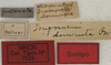 CollectionObject 1535941; 4d5fca26-d11c-49e7-b6d4-5b63416e58bb: labels (syntype). (CollectionObject).