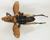 CollectionObject 1572739; 981737a9-f213-4b0c-9772-40d50ea679ec: male, dorsal view (paralectotype). (CollectionObject).