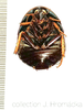 Euzosteria subverrucosa (White, 1841): (Otu).