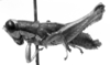 CollectionObject 1521515; 418f1646-2ade-4602-be99-cc36d687f371: Image Carbonell, C.S. male, lateral view (lectotype). (CollectionObject).