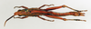 CollectionObject 1572643; 69796b14-0ba7-4462-8bcf-1963829382a8: female, dorsal view (allotype). (CollectionObject).