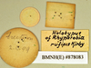 Henschoutedenia occidentalis (Fabricius, 1787): Holotype of synonym Rhyparobia rufipes Kirby, 1903, female, labels, reverse. BMNH(E)#878083. (Otu).
