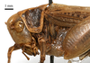 CollectionObject 1532127; 51f6b9af-4d04-4f2a-8928-793405d29ed4: female head and pronotum, lateral view (holotype). (CollectionObject).