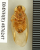 Arenivaga erratica (Rehn, 1903): Copyright Natural History Museum, London. Non-type (adult male) in BM(NH). Ventral view. (Otu).