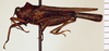 CollectionObject 1523093; 91b6c11a-ed19-404d-a43a-e9eedd9379af, ANSPType No. 5476: (CollectionObject).