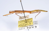 CollectionObject 1563197; 5c7ea216-d2ca-4a2e-be4e-2c262a27d041: copyright ANSP. female, lateral view (paratype). (CollectionObject).