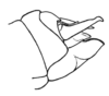 Maculiparia annulicornis (Stål, 1873): Fig. 49D. male abdomen tip, lateral view. (Otu).