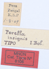 CollectionObject 1543204; fdc66bfe-40c6-4d10-9e2b-e4d62bd0292e: labels, holotype. (CollectionObject).