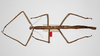 CollectionObject 1561078; 68e7ad06-a0b4-4df3-a4d4-4f1a8775ffd9: copyright ZMHB, Berlin. female, dorsal view (paralectotype). (CollectionObject).
