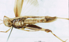CollectionObject 1507069; c148751f-5ae6-42bf-a0cd-2bf2571b8047: female, ventral view (holotype of Rapsilla testacea). (CollectionObject).