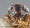Head: !! display not done !! on Driotura gammaroides (Van Duzee, 1894): Head/Face. (Observation).
