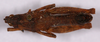 CollectionObject 1499384; 986542aa-0bb9-4902-a7bb-3dbbfef98788: male, dorsal view (holotype). (CollectionObject).